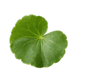 Hoja de centella con tallo