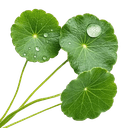 Hoja de centella
