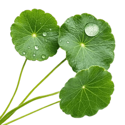 Hoja de centella